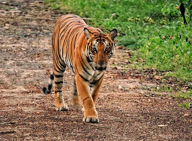 बाघ बाघिन की मौत पर बोल पड़े सीएम आंकलन के बाद दोषियों पर की जाएगी कार्यवाही